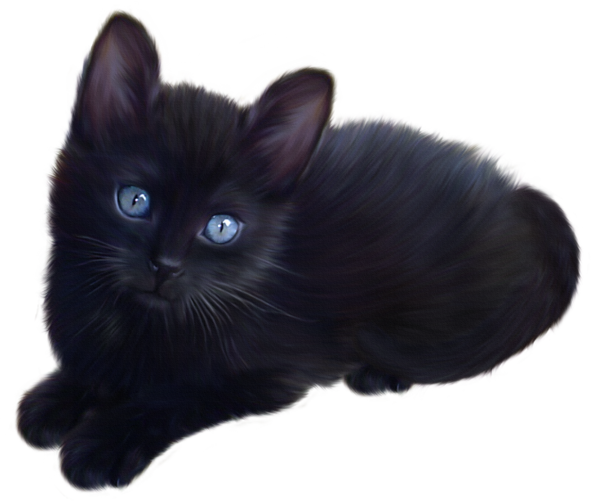 Résultats de recherche d'images pour « chaton noir au yeux bleu »