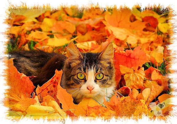 chat en automne!