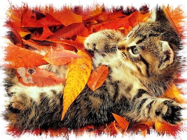chat en automne!